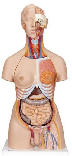 Deluxe Dual Sex Human Torso Model with Opened Back.