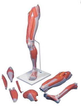Deluxe Muscle Leg, 7 part, Life Size