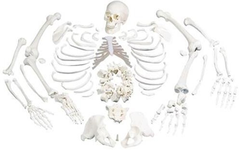 Disarticulated Full Human Skeleton with 3 part skull.