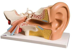 Ear Model