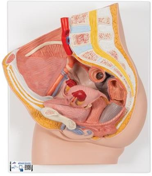 Female Pelvis Model in Median Section