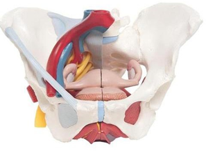 Female Pelvis with Ligaments, Vessels, Nerves, Pelvic Floor, Organs.
