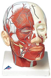 Head Musculature additionally with Blood Vessels