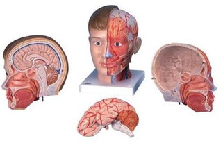 Head with Neck, 4 part