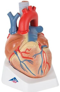 Heart model