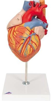 Heart with Esophagus and Trachea