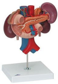 Kidneys with Rear Organs of the Upper Abdomen.