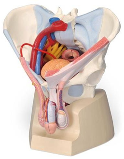 Male pelvis
