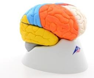 Neuro-Anatomical Brain