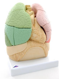 Segmented Lung