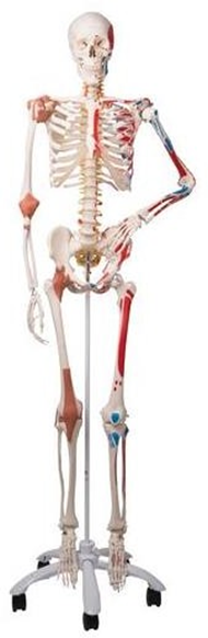 Skeleton Model with Muscles and Ligaments.