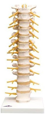 Thoracic Spinal Column