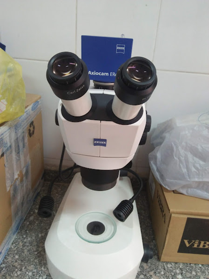 ZIESS STEREO MICROSCOPE  Stemi 305