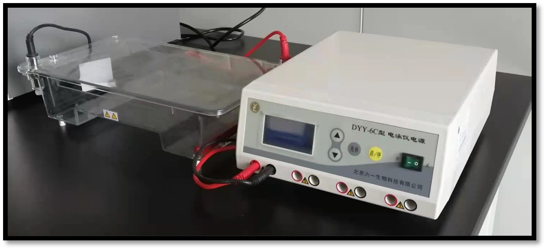electrophoresis horizontal