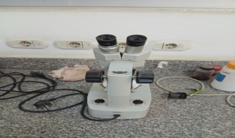 Binocular optical microscope